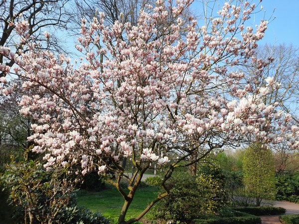 Tuin der verscheidenheid Friesoythe-Neuscharrel - Het Tuinpad Op / In Nachbars Garten