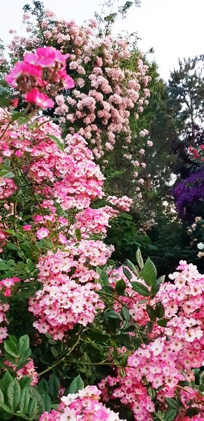Tuin van Wilfried Rösner Elsfleth - Het Tuinpad Op / In Nachbars Garten