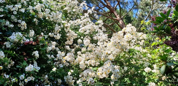 Garten Wilfried Rösner Elsfleth