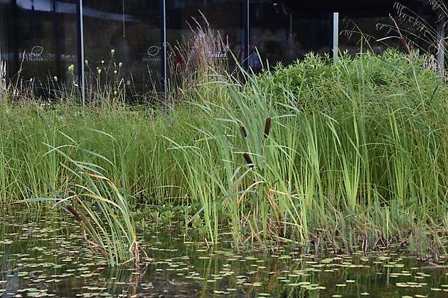 Stads/daktuin Kempkensberg Groningen