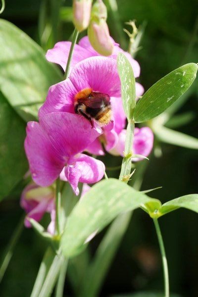 Garten Geziena Scholtalbers Weener