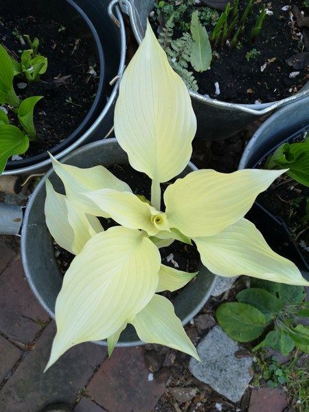  - Het Tuinpad Op / In Nachbars Garten