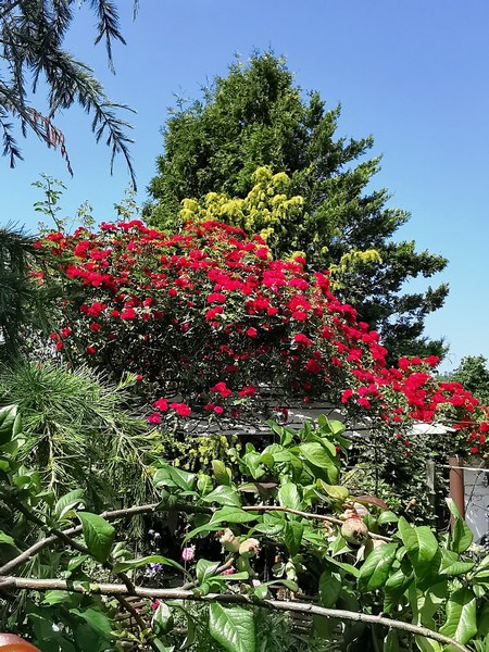 Tuin Am Schwarzen Brack Sande/Neustadtgödens - Het Tuinpad Op / In Nachbars Garten