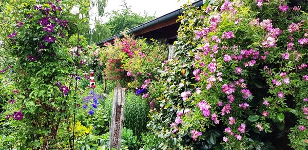 Bijentuin Grape Ganderkesee - Het Tuinpad Op / In Nachbars Garten