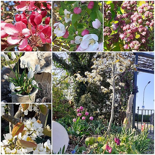  - Het Tuinpad Op / In Nachbars Garten