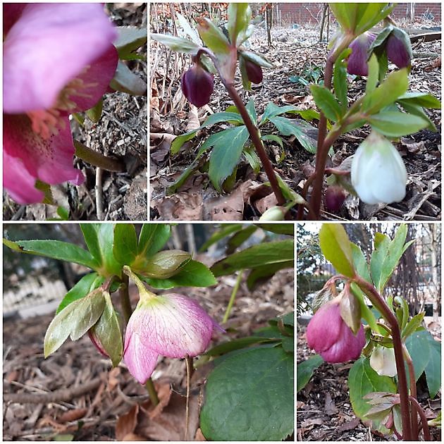  - Het Tuinpad Op / In Nachbars Garten