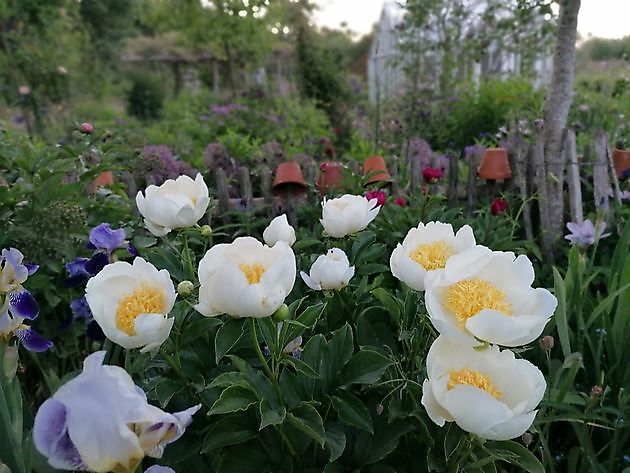 Der versteckte Garten am Jadebusen Bockhorn/Ellenserdamm - Het Tuinpad Op / In Nachbars Garten