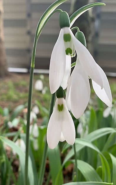  - Het Tuinpad Op / In Nachbars Garten