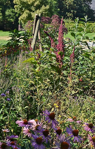  - Het Tuinpad Op / In Nachbars Garten