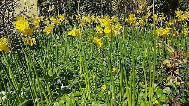 Arboretum Neuenkoop Berne - Het Tuinpad Op / In Nachbars Garten