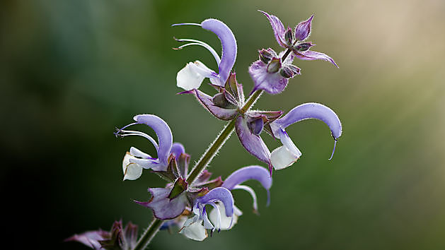 Blumengarten Buinen