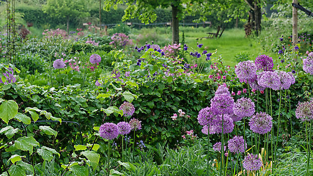 BlommenTuin Buinen - Het Tuinpad Op / In Nachbars Garten