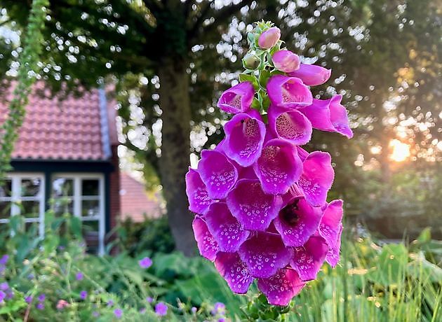 Tuin van het Steenhuis in Nesse Dornum Nesse