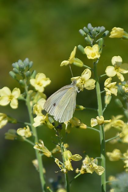 Natuurtuin en rivierkreeftkwekerij Bad Zwischenahn