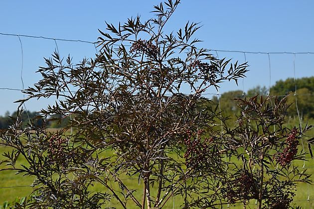 Natuurtuin en rivierkreeftkwekerij Bad Zwischenahn