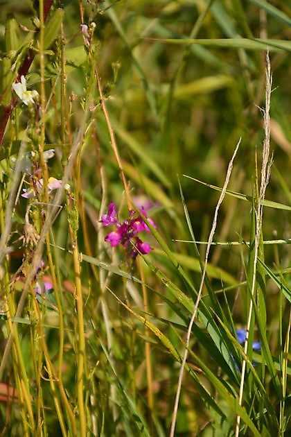 Natuurtuin en rivierkreeftkwekerij Bad Zwischenahn