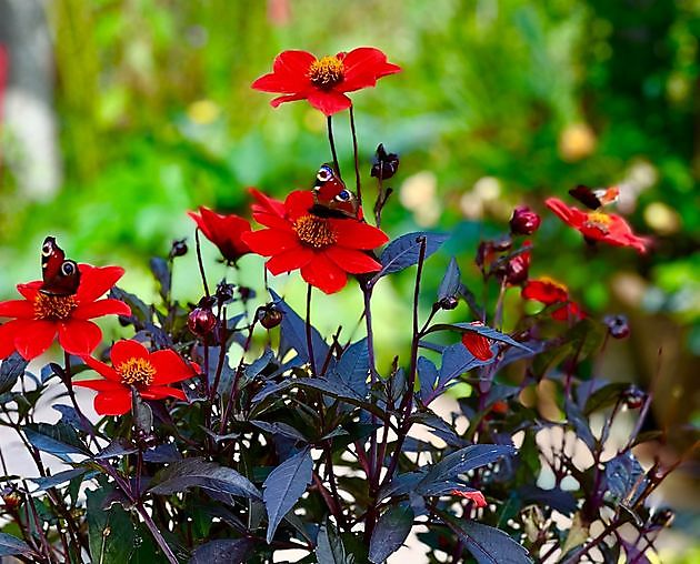 Tuin en Kunst Moormerland