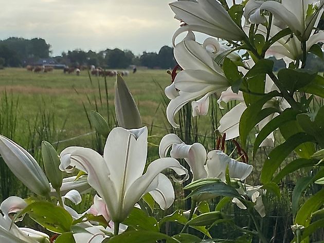 Tuin en Kunst Moormerland