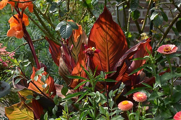 Imke’s tuin Emmen