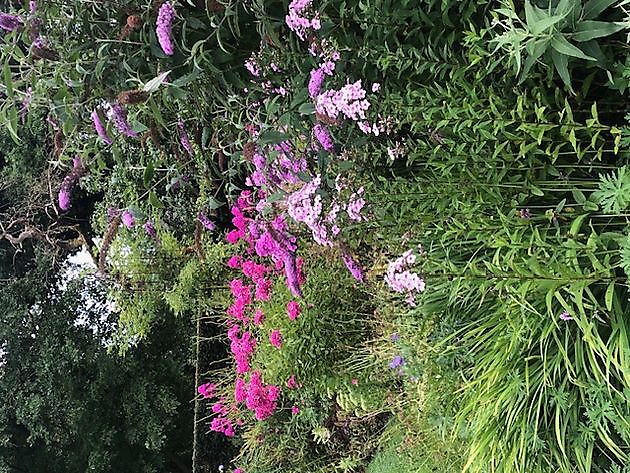 Imke’s tuin Emmen