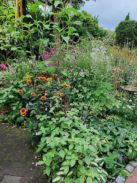 Garten zum grünen Daumen Lingen
