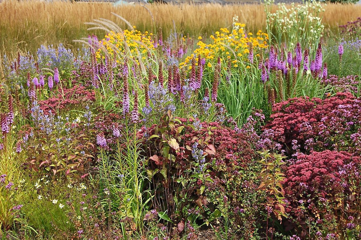 Lianne’s Siergrassen - Het Tuinpad Op / In Nachbars Garten