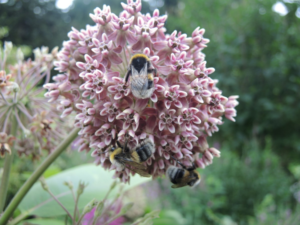 De Groene Weelde - Het Tuinpad Op / In Nachbars Garten