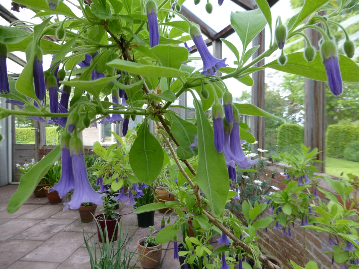 Aan de Vaart - Het Tuinpad Op / In Nachbars Garten