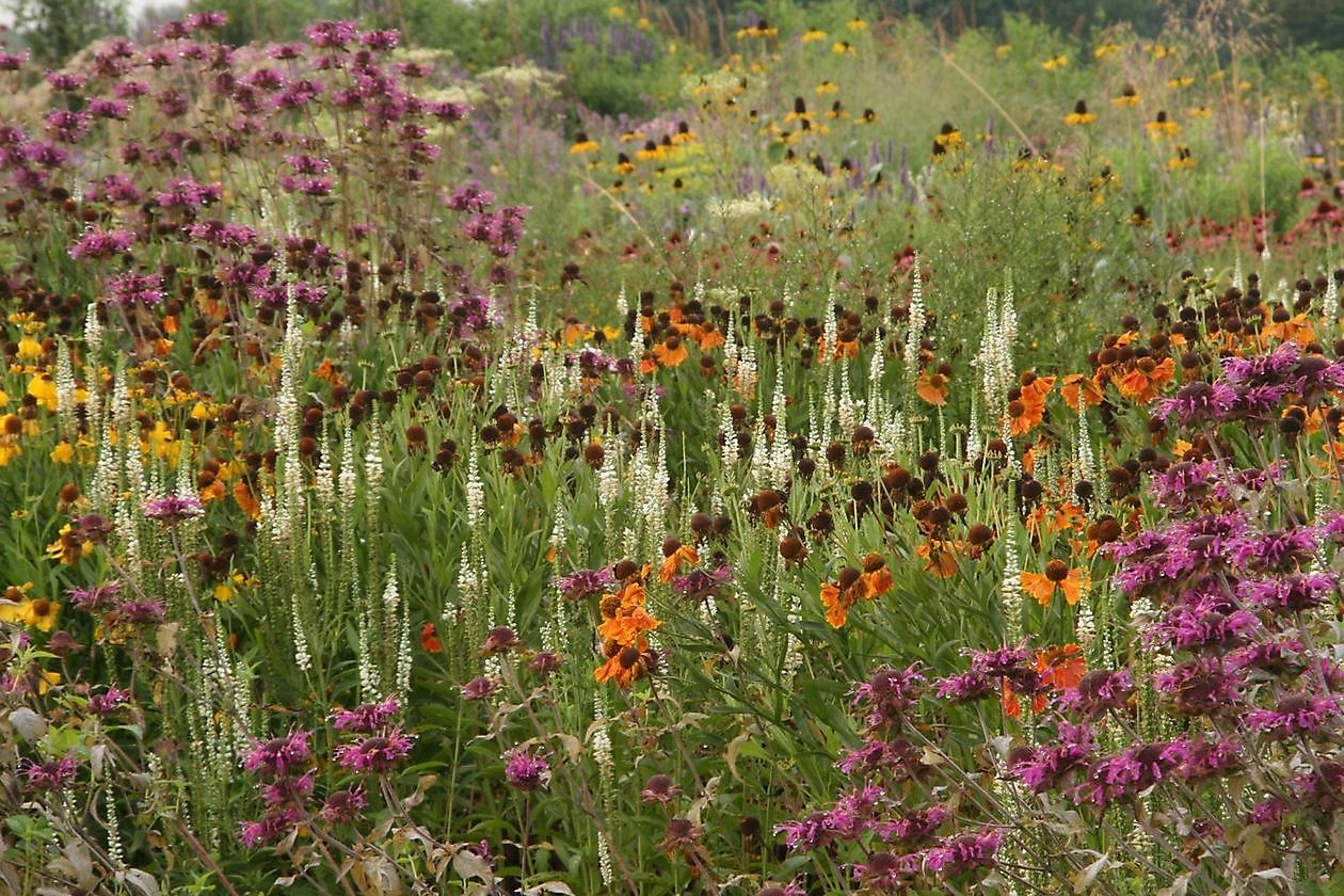 Lianne’s Siergrassen - Het Tuinpad Op / In Nachbars Garten