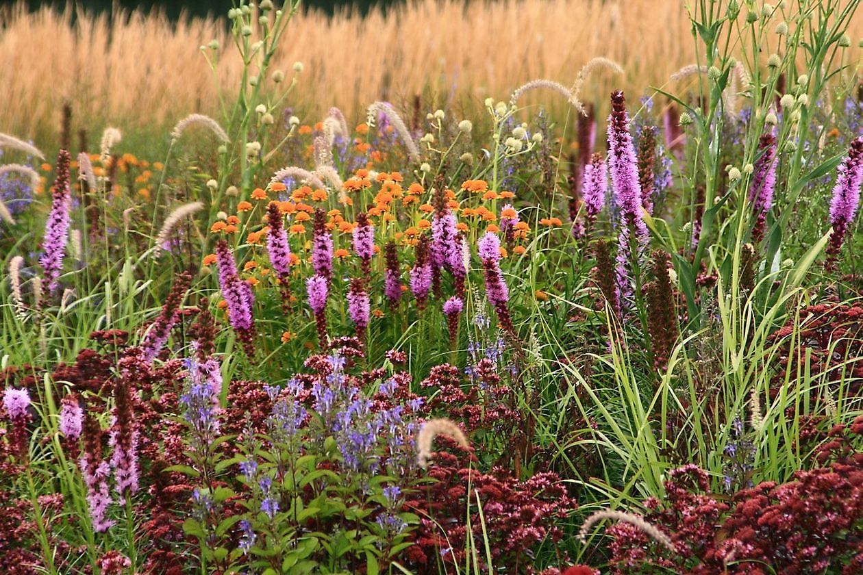 Lianne’s Siergrassen - Het Tuinpad Op / In Nachbars Garten