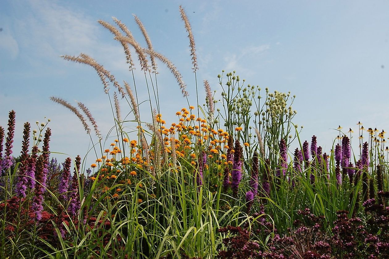 Lianne’s Siergrassen - Het Tuinpad Op / In Nachbars Garten