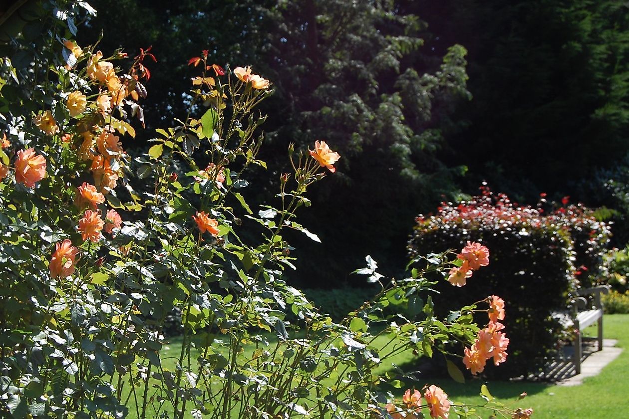 Reiners - Het Tuinpad Op / In Nachbars Garten