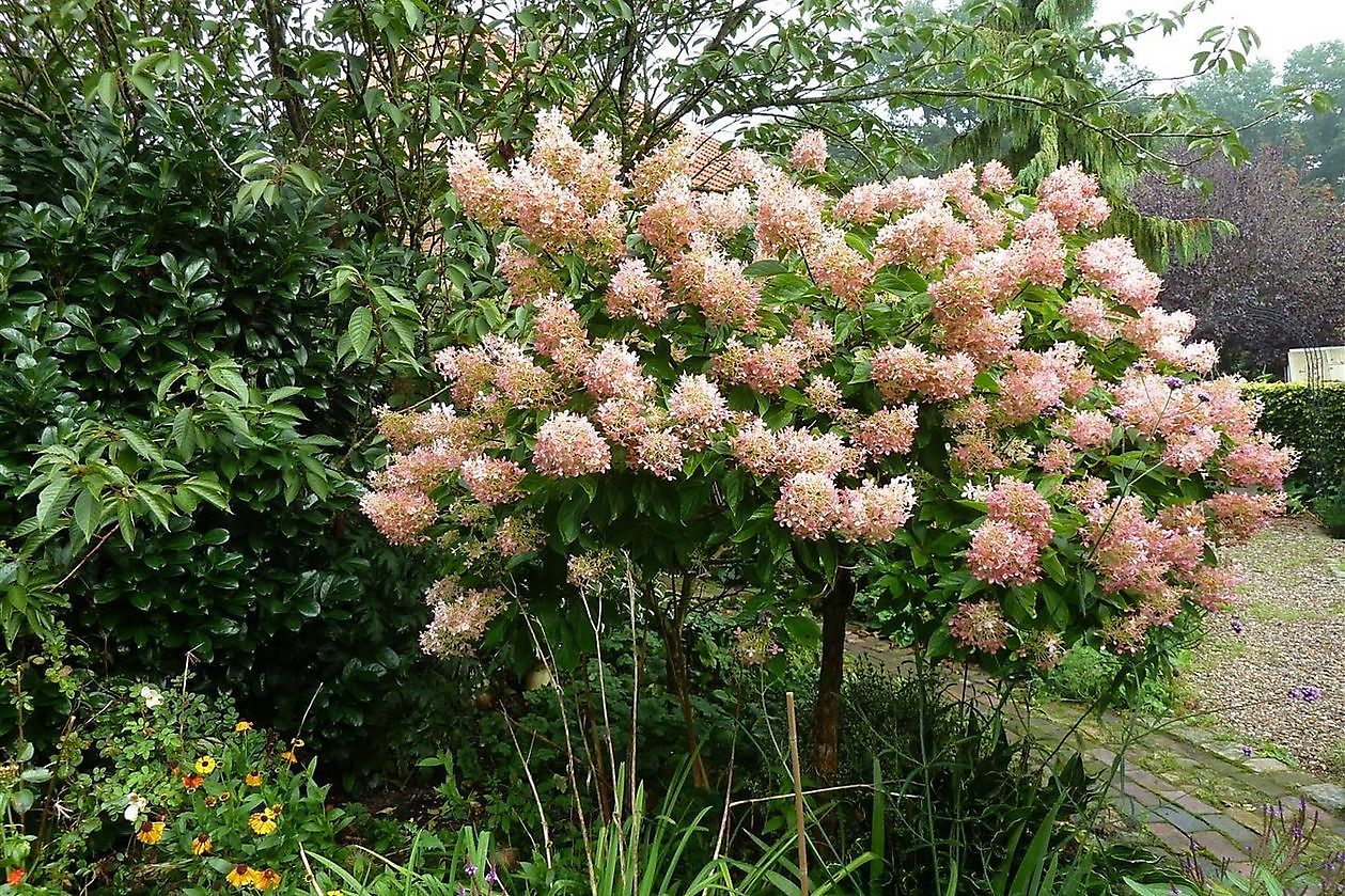 Stauden-Oase - Het Tuinpad Op / In Nachbars Garten