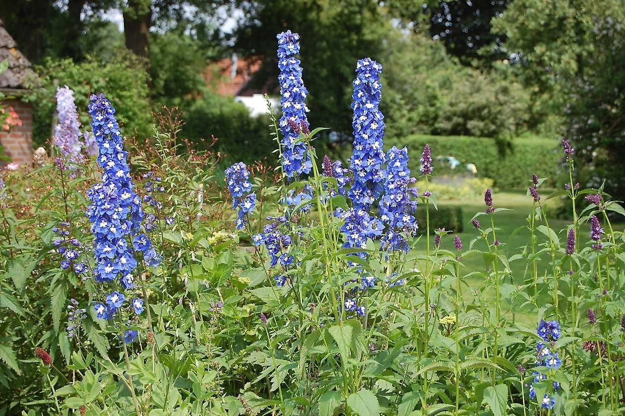 Roos van Hijken - Het Tuinpad Op / In Nachbars Garten