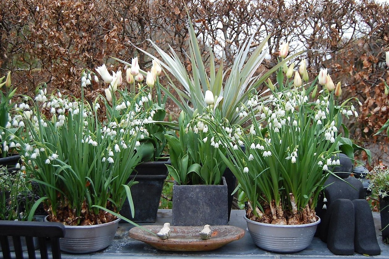 Tuinfleur - Het Tuinpad Op / In Nachbars Garten