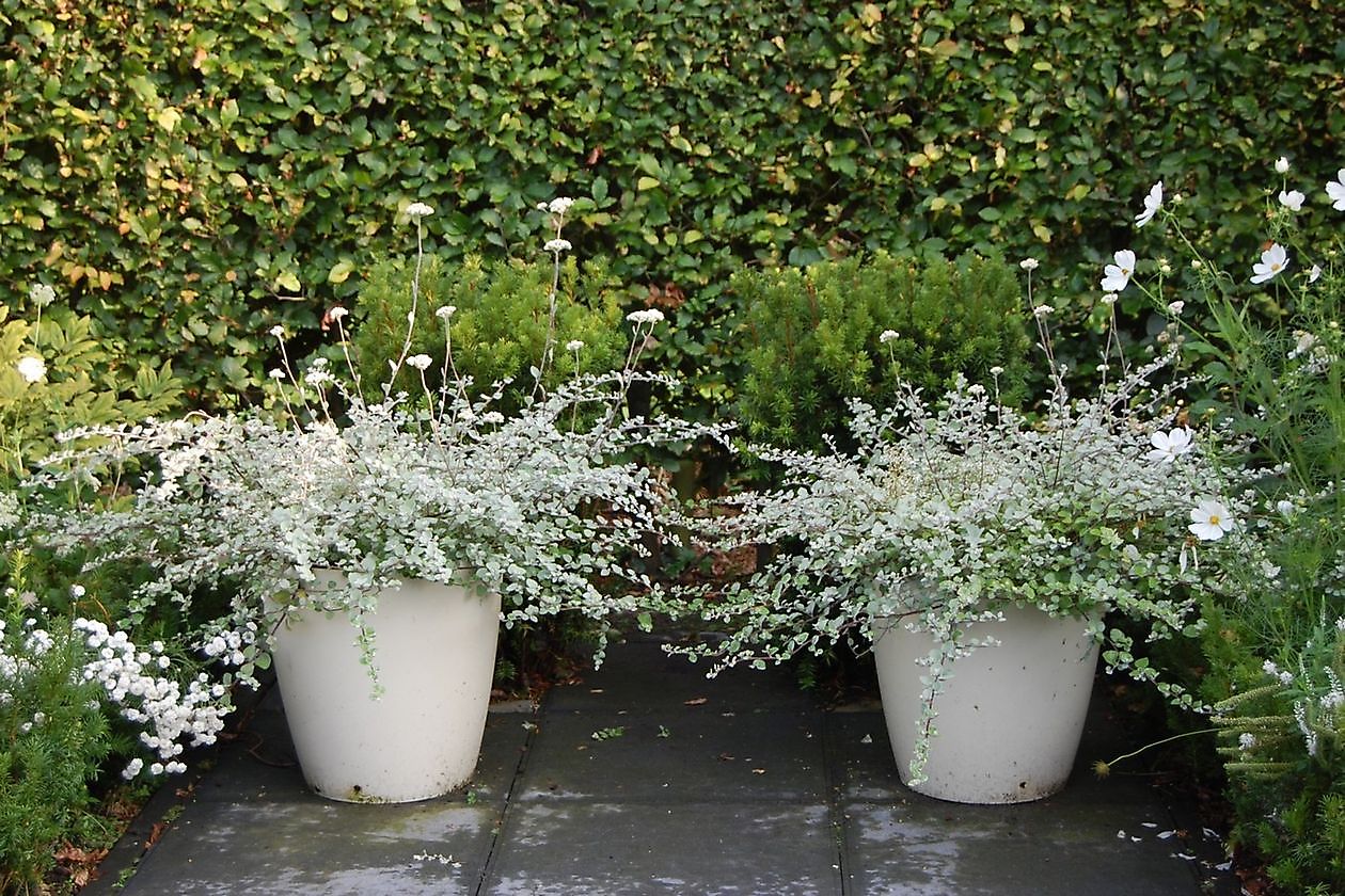 Tuinfleur - Het Tuinpad Op / In Nachbars Garten