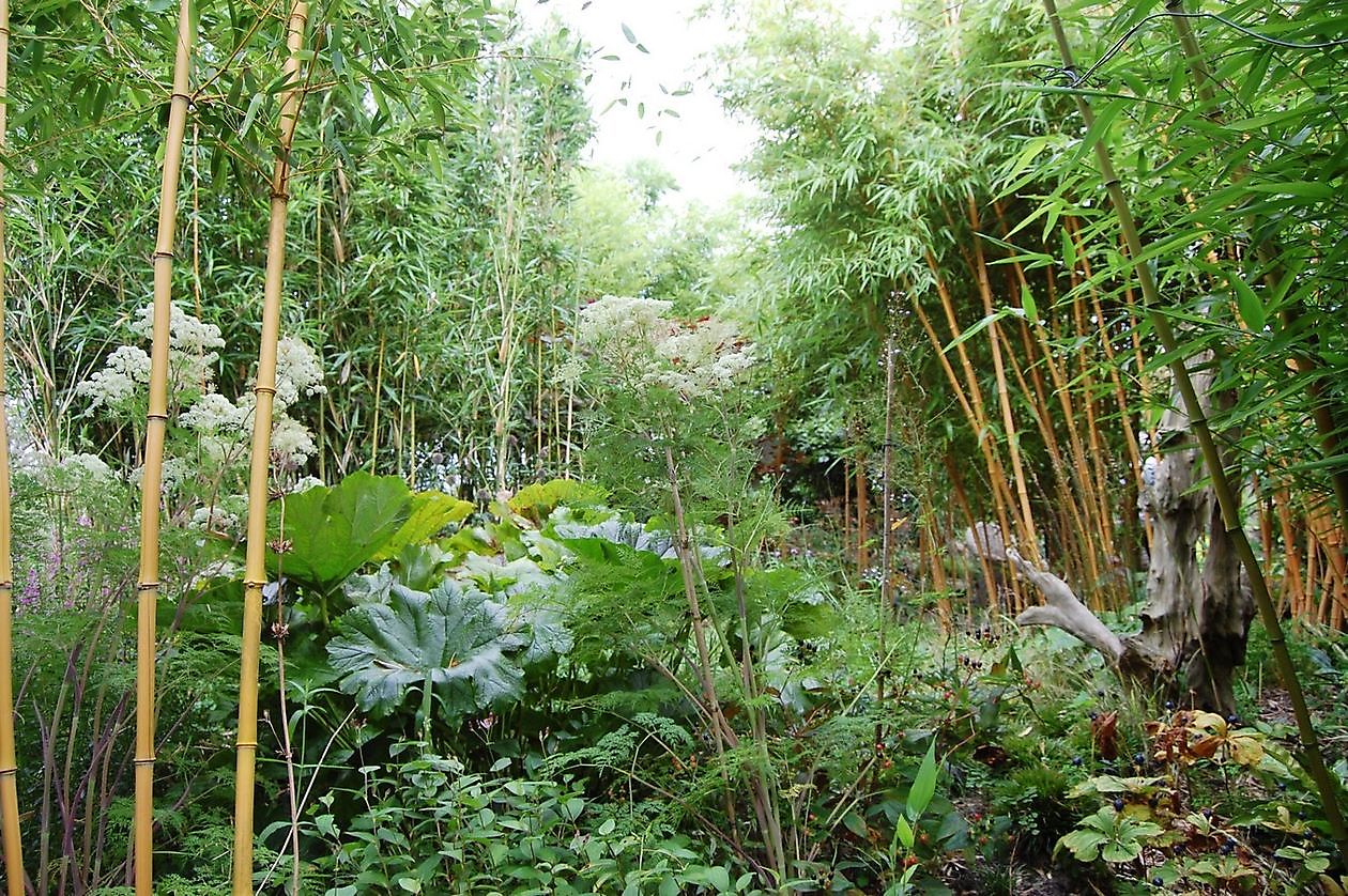 Kwekerij en Kijktuin Aan de Dijk - Het Tuinpad Op / In Nachbars Garten