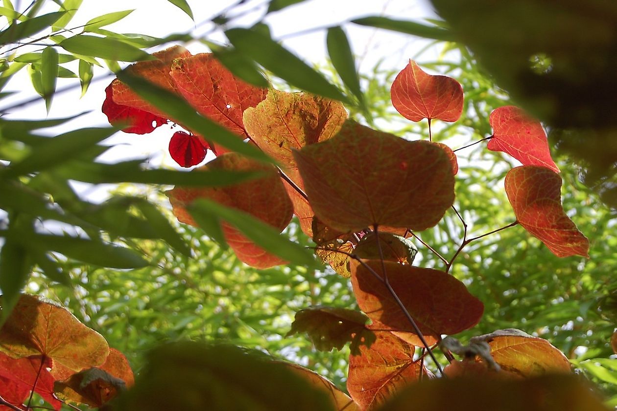 Kwekerij en Kijktuin Aan de Dijk - Het Tuinpad Op / In Nachbars Garten