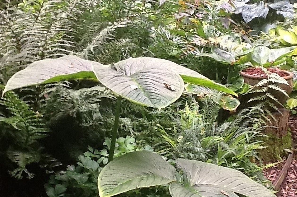 Cocky Stottelaar - Het Tuinpad Op / In Nachbars Garten