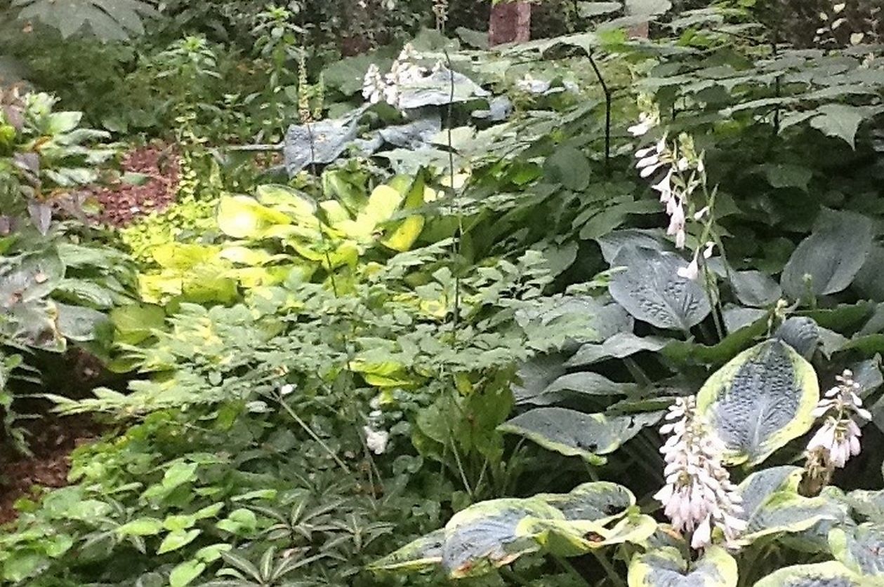 Cocky Stottelaar - Het Tuinpad Op / In Nachbars Garten