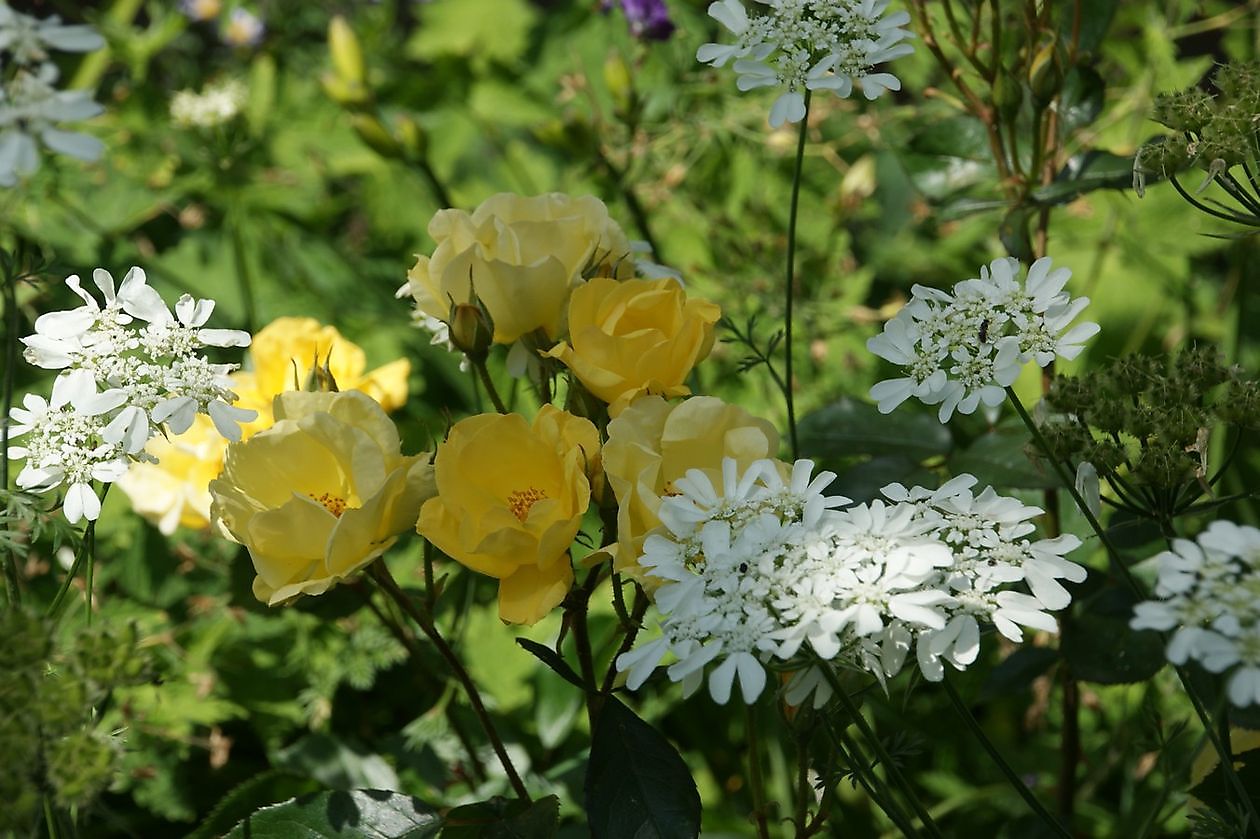 De Eexterhof - Het Tuinpad Op / In Nachbars Garten