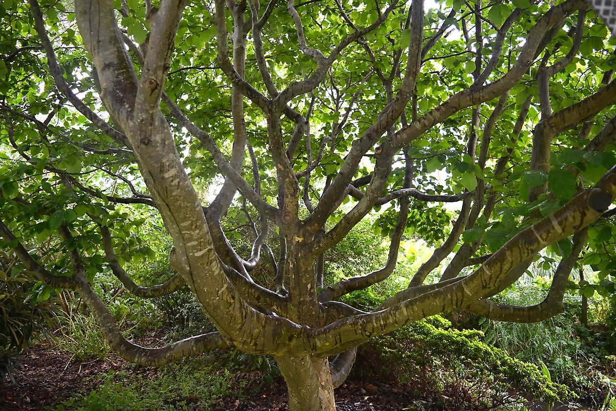 Arboretum Westeresch - Het Tuinpad Op / In Nachbars Garten