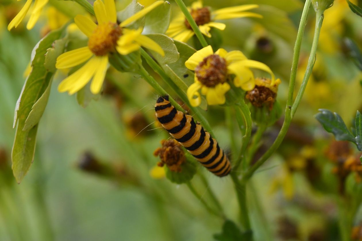  - Het Tuinpad Op / In Nachbars Garten