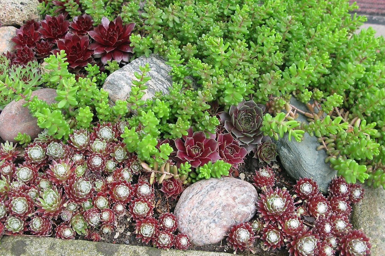 Tuin Stolle - Het Tuinpad Op / In Nachbars Garten