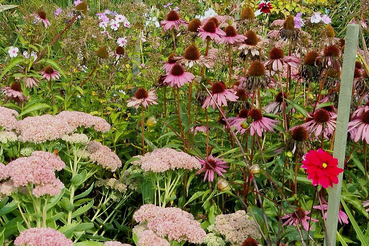 Tuin Stolle - Het Tuinpad Op / In Nachbars Garten