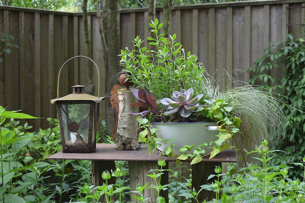 Moorjuwel - Het Tuinpad Op / In Nachbars Garten