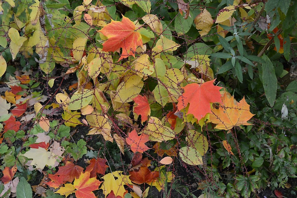 Wubsbos - Het Tuinpad Op / In Nachbars Garten