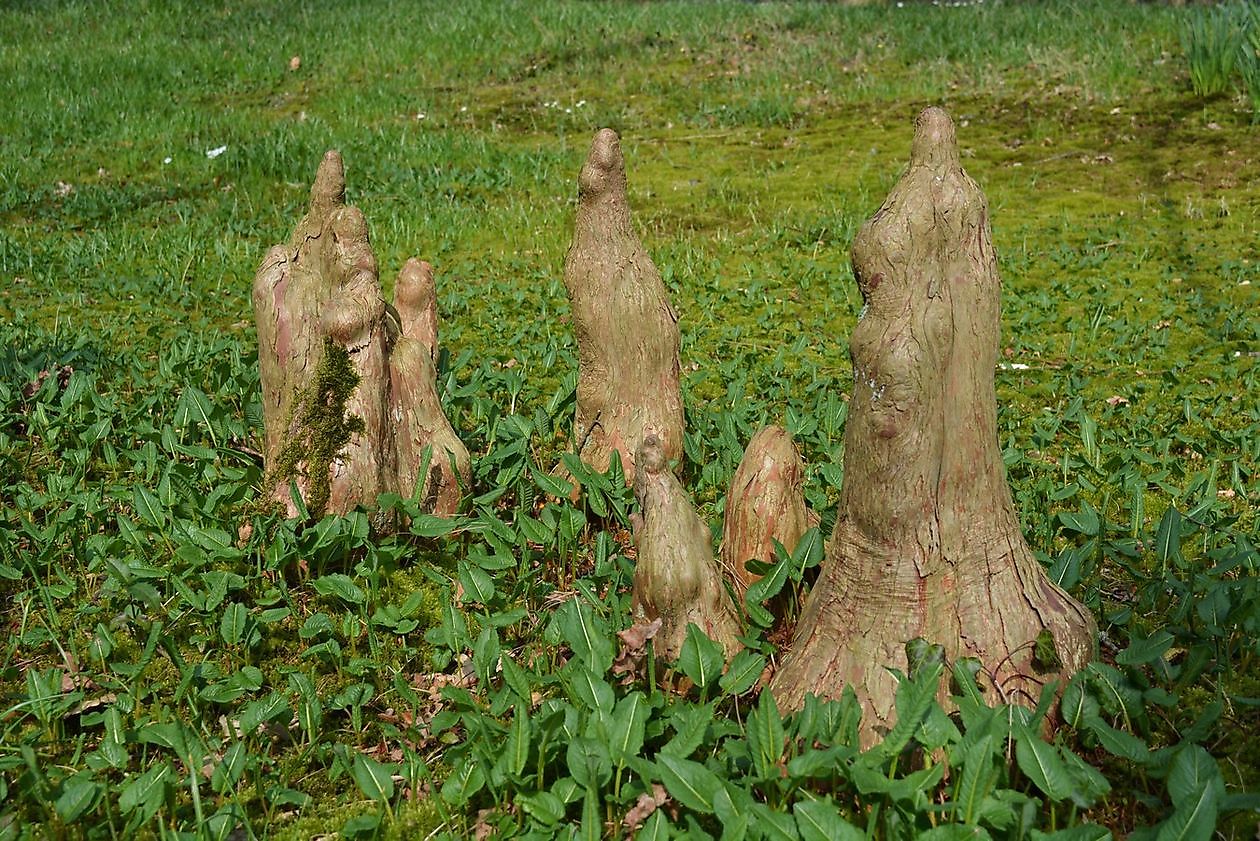  - Het Tuinpad Op / In Nachbars Garten