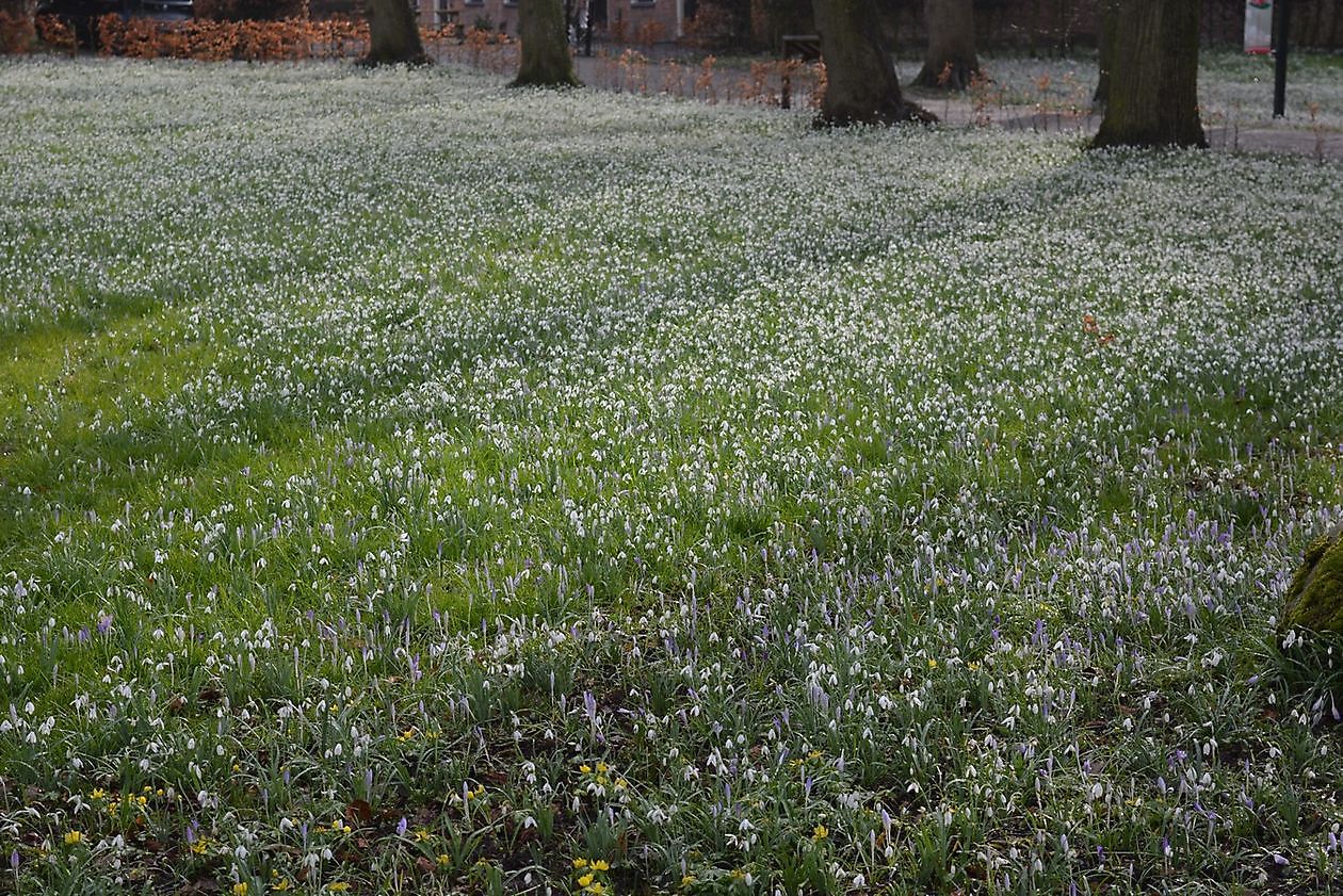 Landgoed Ennemaborg - Het Tuinpad Op / In Nachbars Garten