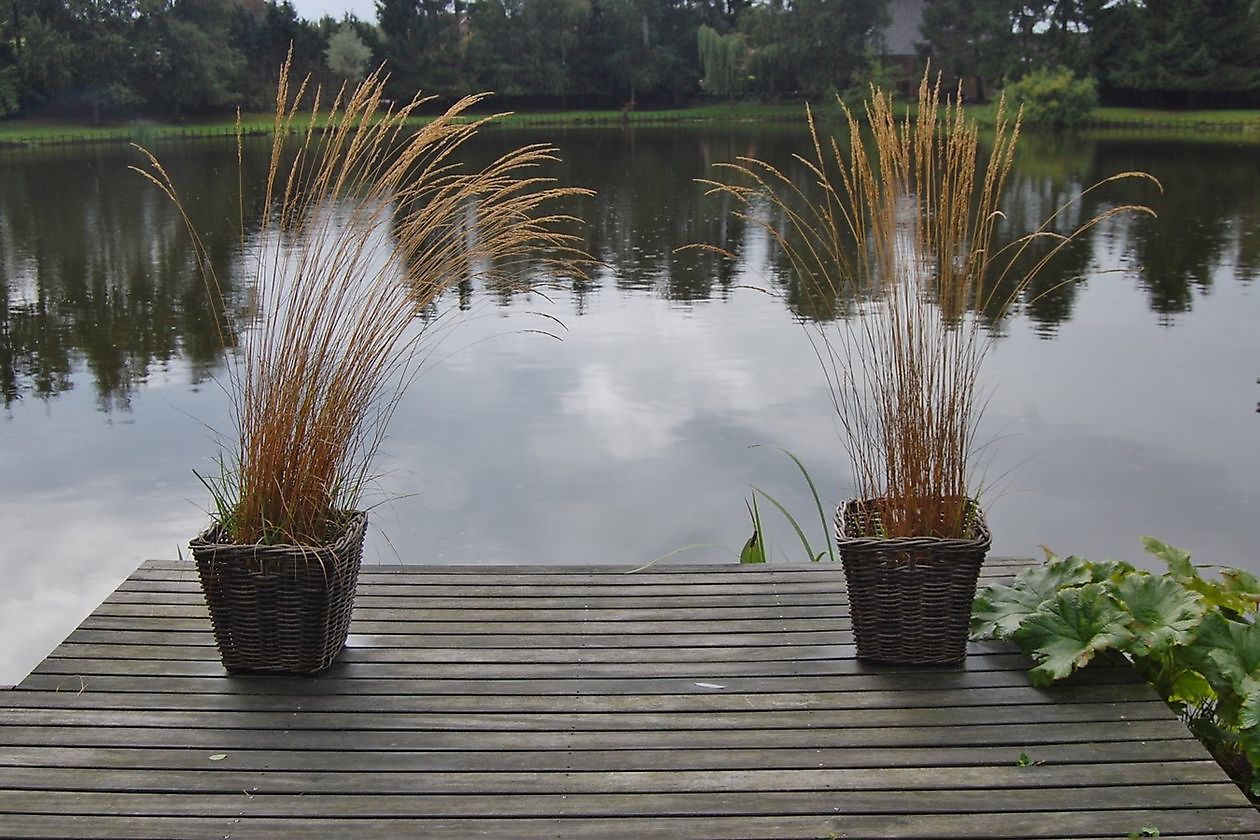 Wassergarten - Het Tuinpad Op / In Nachbars Garten